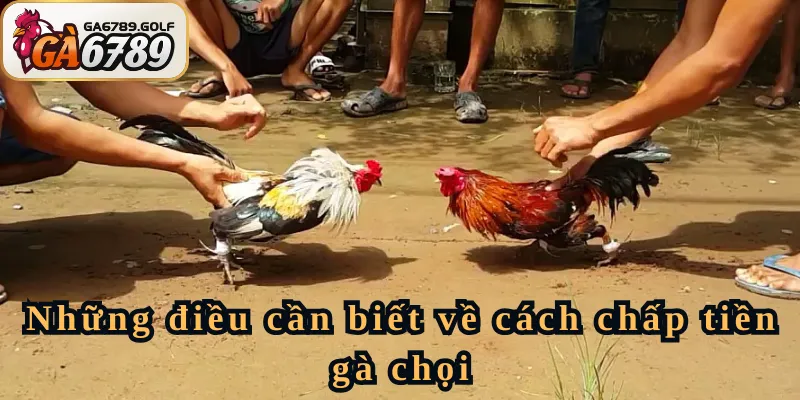 Những điều cần biết về cách chấp tiền gà chọi