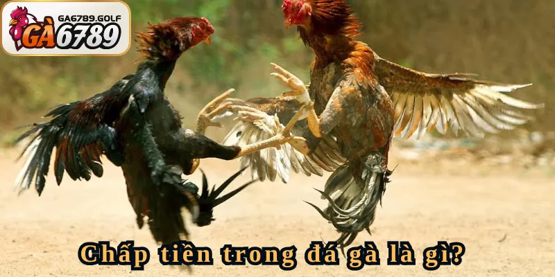Chấp tiền trong đá gà là gì?