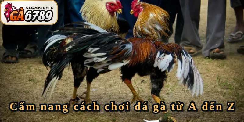 Cẩm nang cách chơi đá gà từ A đến Z