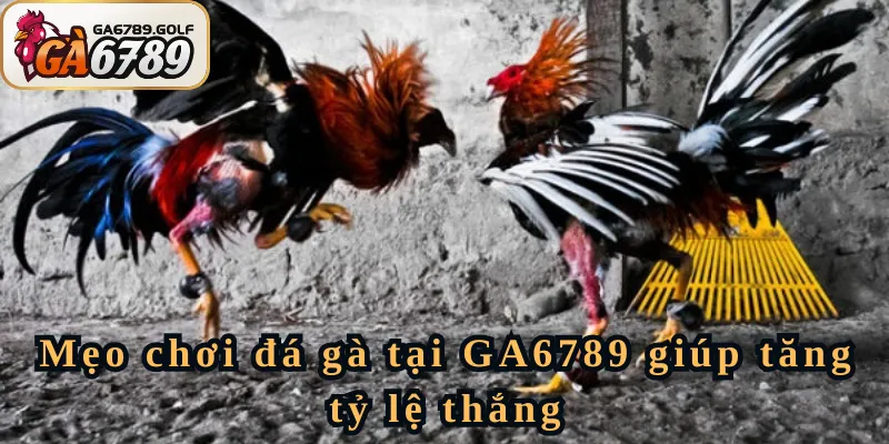 Mẹo chơi đá gà tại GA6789 giúp tăng tỷ lệ thắng