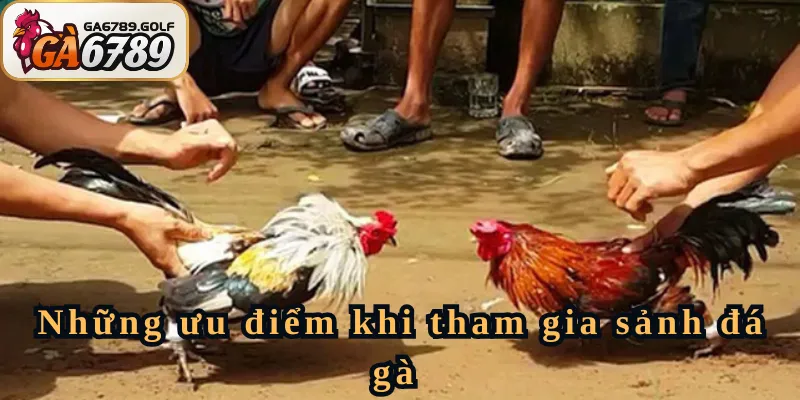 Những ưu điểm khi tham gia sảnh đá gà