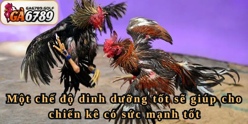 Một chế độ dinh dưỡng tốt sẽ giúp cho chiến kê có sức mạnh tốt