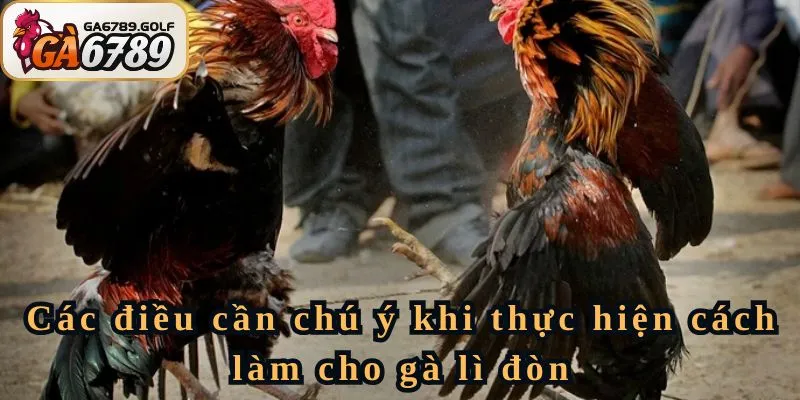 Các điều cần chú ý khi thực hiện cách làm cho gà lì đòn
