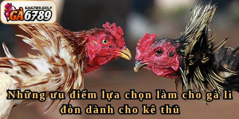 Những ưu điểm lựa chọn làm cho gà lì đòn dành cho kê thủ