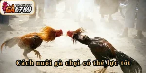 Cách nuôi gà chọi có thể lực tốt