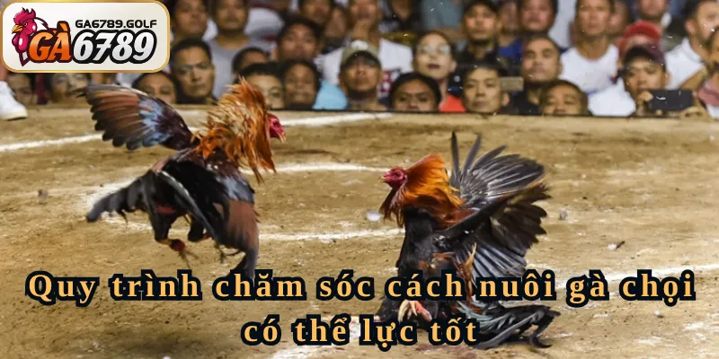 Quy trình chăm sóc cách nuôi gà chọi có thể lực tốt