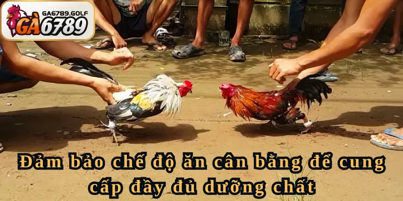 Cách nuôi gà chọi có thể lực tốt bằng cách cân bằng dinh dưỡng