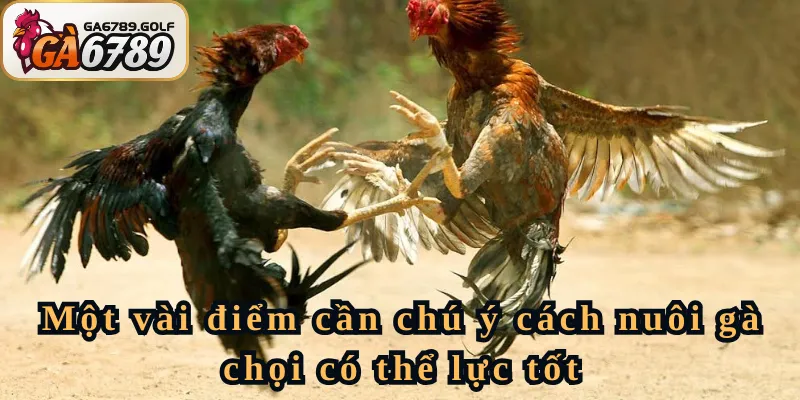Một vài điểm cần chú ý cách nuôi gà chọi có thể lực tốt