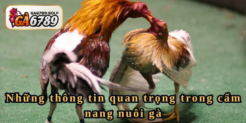 Những thông tin quan trọng trong cẩm nang nuôi gà