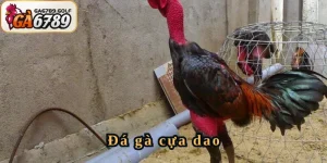 Đá gà cựa dao