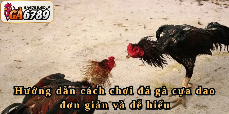 Hướng dẫn cách chơi đá gà cựa dao đơn giản và dễ hiểu