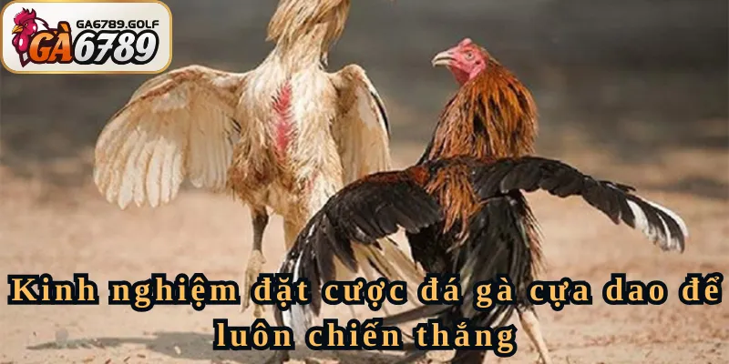 Kinh nghiệm đặt cược đá gà cựa dao để luôn chiến thắng