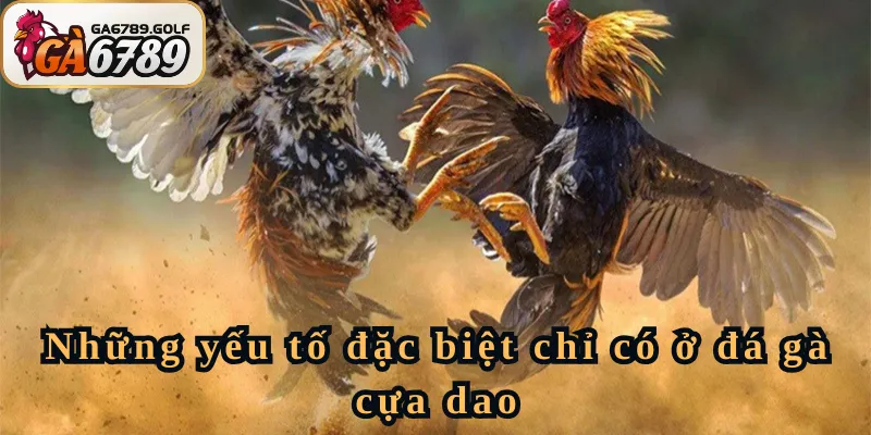 Những yếu tố đặc biệt chỉ có ở đá gà cựa dao