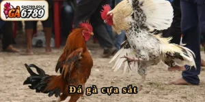 Đá gà cựa sắt