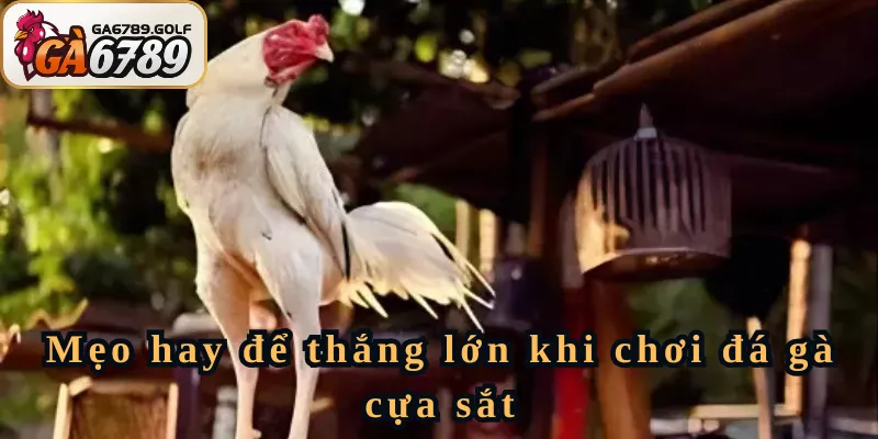 Mẹo hay để thắng lớn khi chơi đá gà cựa sắt