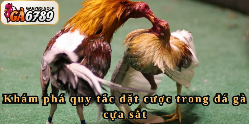 Khám phá quy tắc đặt cược trong đá gà cựa sắt