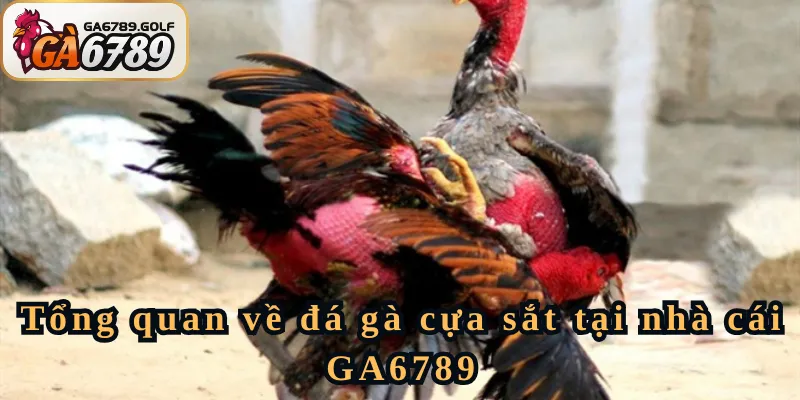 Tổng quan về đá gà cựa sắt tại nhà cái GA6789