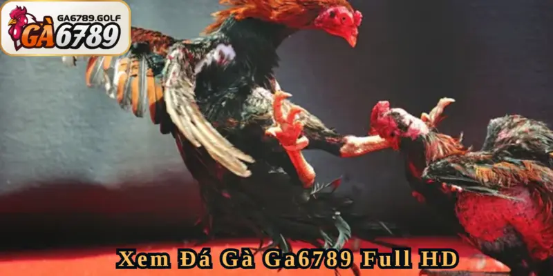 Thưởng thức Đá Gà Ga6789 chất lượng Full HD