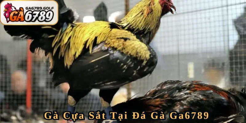 Đấu trường cựa sắt cũng mang sự kịch tính riêng biệt