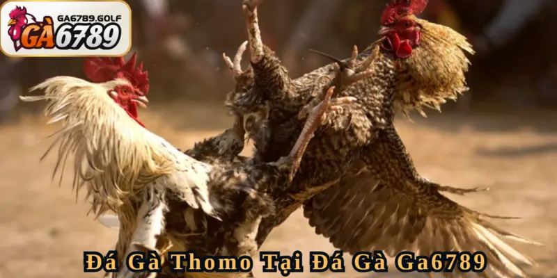 Thử khám phá đấu trường Đá Gà Thomo đỉnh cao