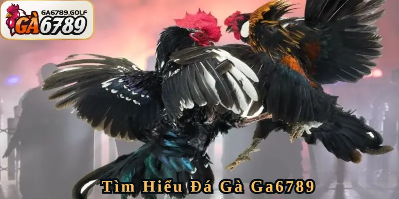 Sân chơi đá gà ga6789 hot nhất hiện nay