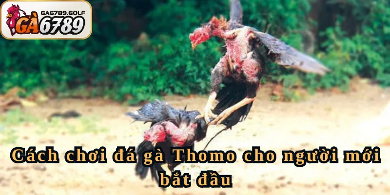 Cách chơi đá gà Thomo cho người mới bắt đầu