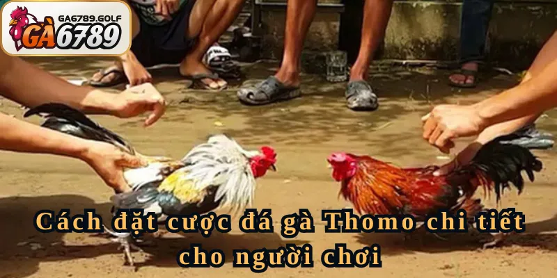 Cách đặt cược đá gà Thomo chi tiết cho người chơi