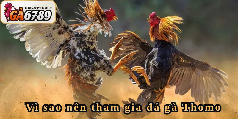 Vì sao nên tham gia đá gà Thomo tại GA6789