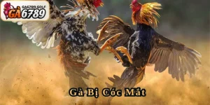 Gà Bị Cóc Mắt