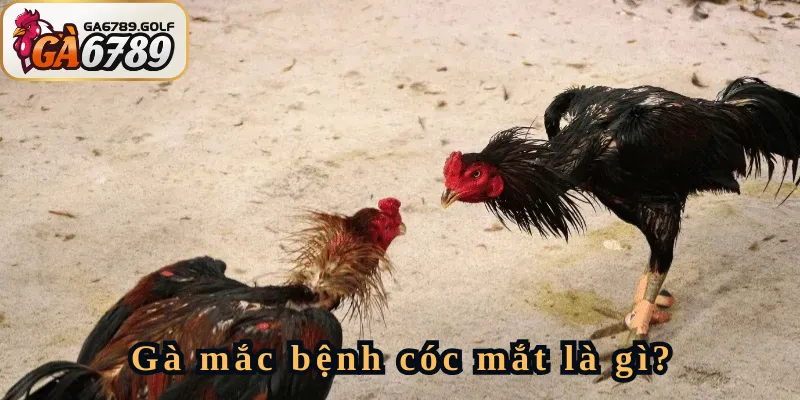 Gà bị cóc mắt là bệnh gì?