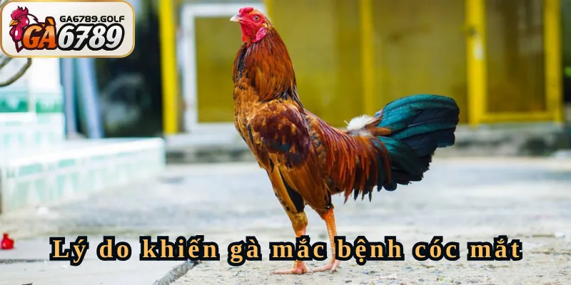 Lý do khiến gà mắc bệnh cóc mắt