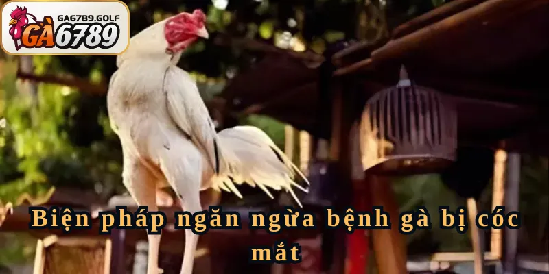 Biện pháp ngăn ngừa bệnh gà bị cóc mắt