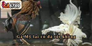 Gà Mỹ lai có đá tốt không? - Những điều kê thủ nên biết