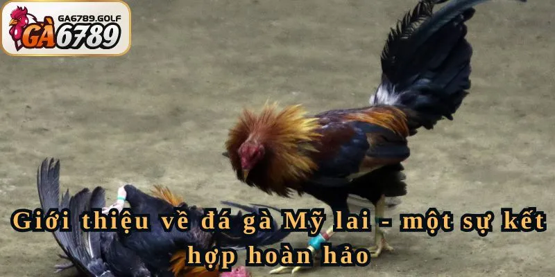 Giới thiệu về đá gà Mỹ lai - một sự kết hợp hoàn hảo