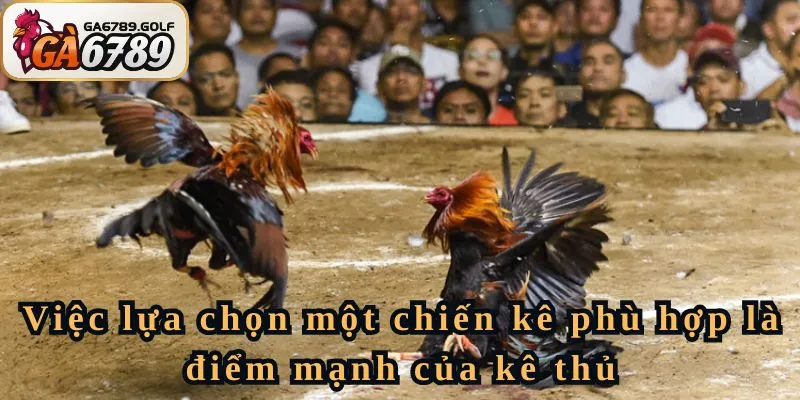 Gà Mỹ lai có đá tốt không phụ thuộc vào cách bạn chọn chiến kê