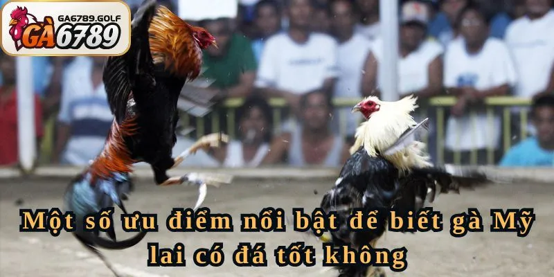 Một số ưu điểm nổi bật để biết gà Mỹ lai có đá tốt không