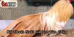 Kỹ Thuật Nuôi Gà Tre Tân Châu