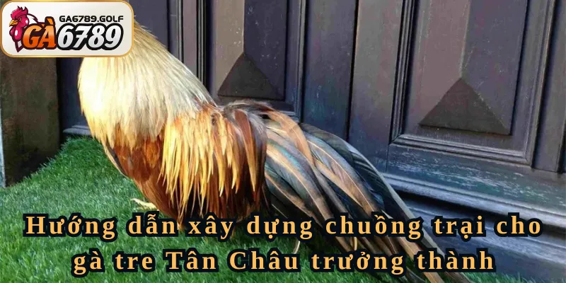 Kỹ thuật nuôi gà tre Tân Châu - Cách xây dựng chuồng trại