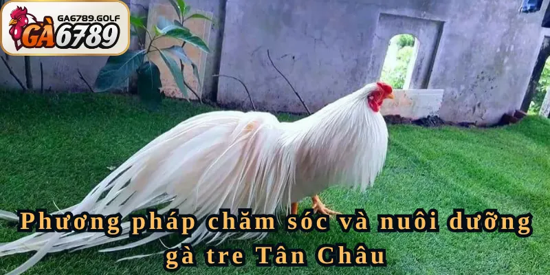 Phương pháp chăm sóc và nuôi dưỡng gà tre Tân Châu như thế nào