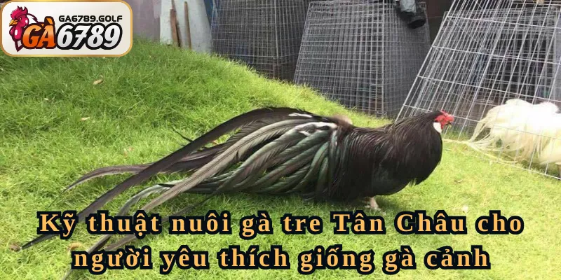 Kỹ thuật nuôi gà tre Tân Châu cho người yêu thích giống gà cảnh