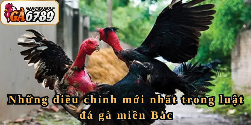 Những điều chỉnh mới nhất trong luật đá gà miền Bắc