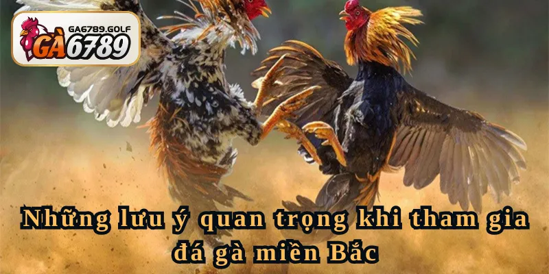 Luật đá gà miền Bắc: Lưu ý quan trong khi tham gia