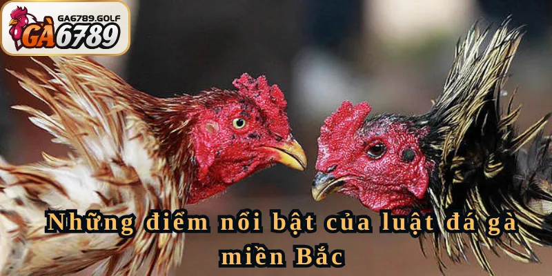 Những điểm nổi bật của luật đá gà miền Bắc