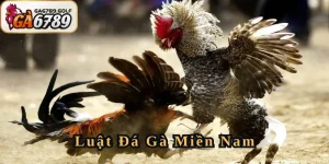 Luật Đá Gà Miền Nam