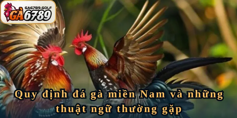 Quy định đá gà miền Nam và những thuật ngữ thường gặp