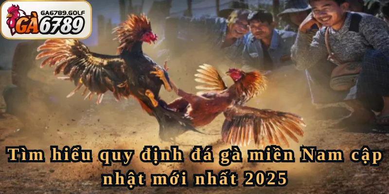 Tìm hiểu luật đá gà miền Nam cập nhật mới nhất 2025