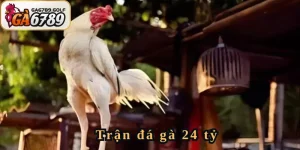 Trận đá gà 24 tỷ
