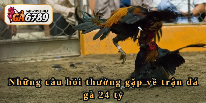 Các câu hỏi thường gặp về trận đá gà 24 tỷ