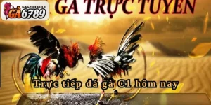 Trực tiếp đá gà C1 hôm nay - Trận đấu kịch tính nhất GA6789