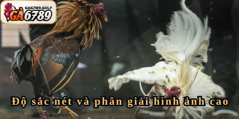 Trực tiếp đá gà C1 hôm nay với độ sắc nét hình ảnh full HD